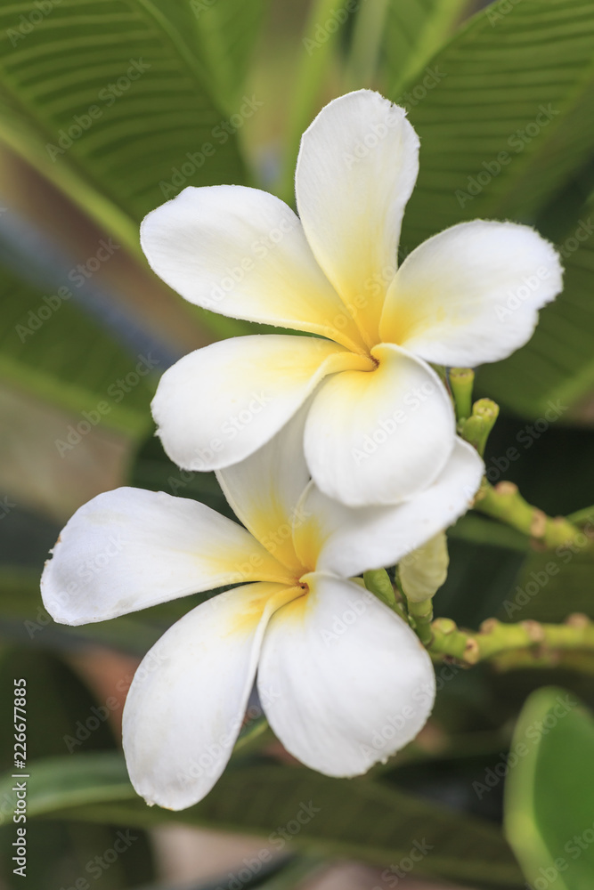 Fototapeta premium White plumeria