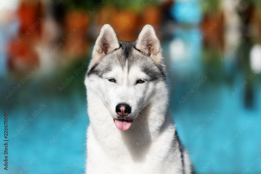 Obraz premium A mature Siberian husky female dog is sitting near a big pool. The background is blue and orange. A bitch has grey and white fur and blue eyes.