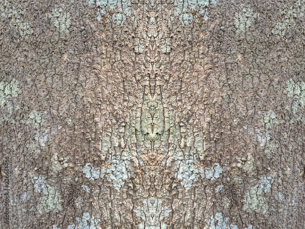 Fototapeta premium Bark of tree