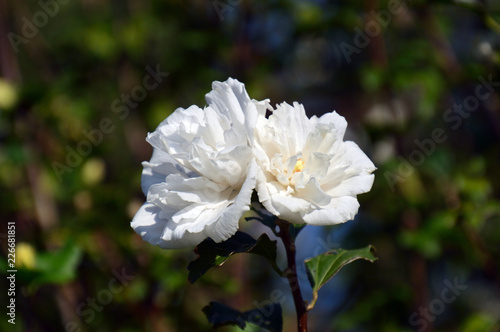 日差しを浴びて白い色が一層輝いているムクゲの花