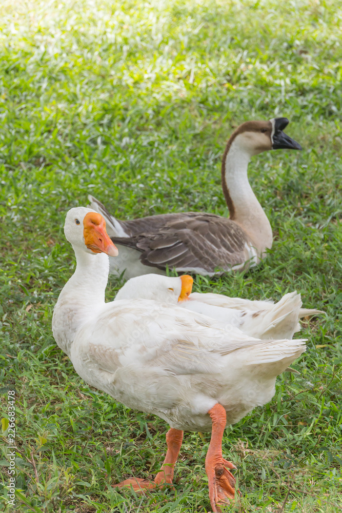 Gooses in park Gooses in park