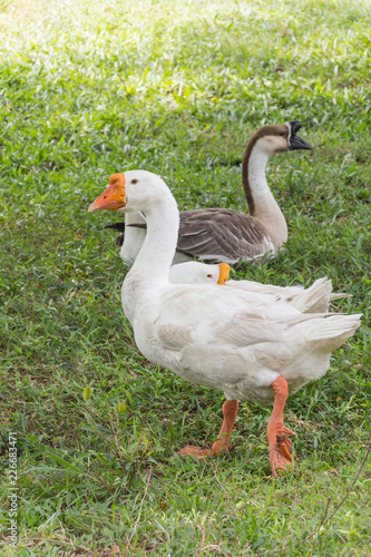 Gooses in park