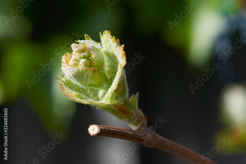 Young grape vine new growth, a bud on a branch in morning spring sun.