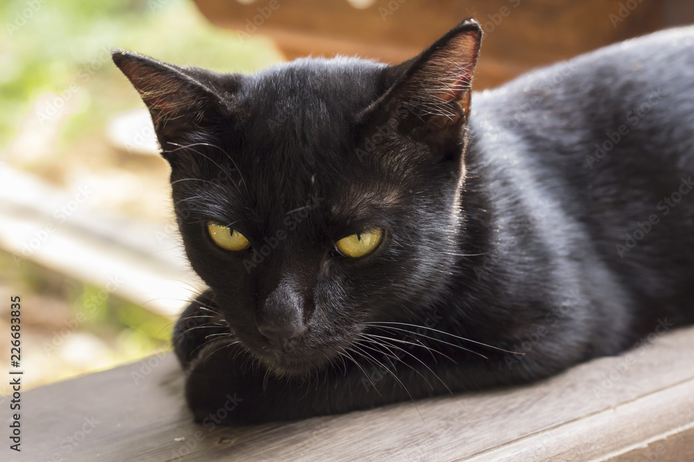 Thai black cat