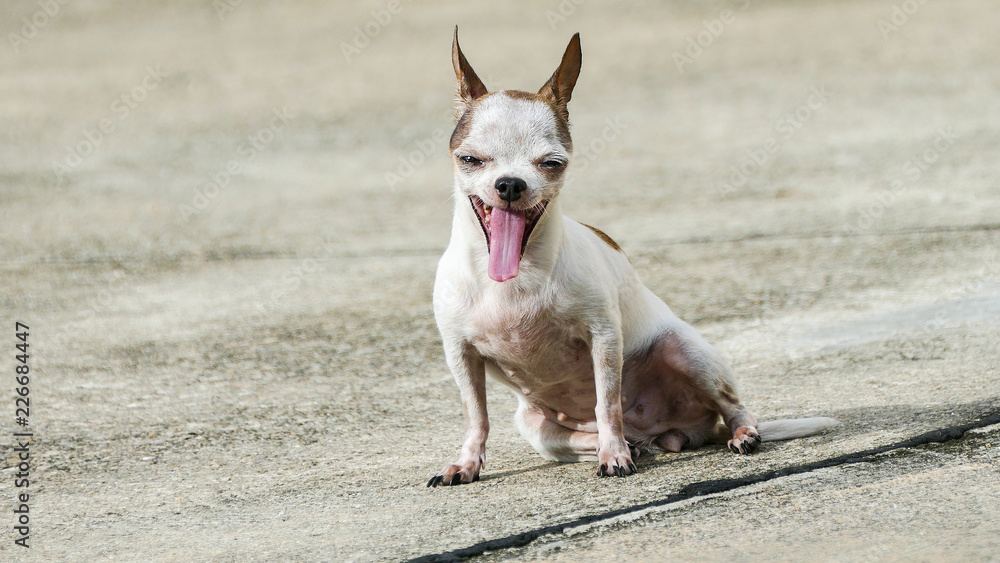 Chihuahua dog sunbathing