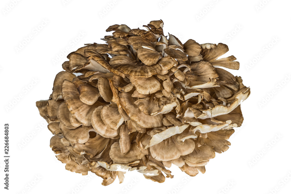 美味しいきのこの盛り合わせ delicious mushroom platter 美味しいきのこの盛り合わせ delicious mushroom platter