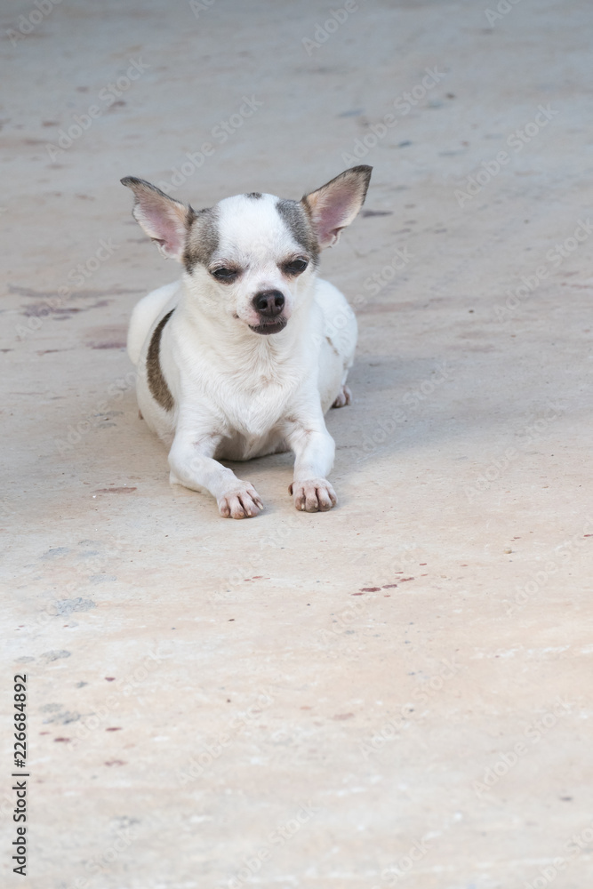 Chihuahua dog