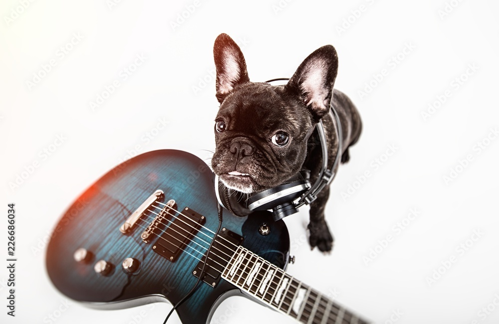 French bulldog with headphones , guitar, amplifier Stock Photo | Adobe Stock