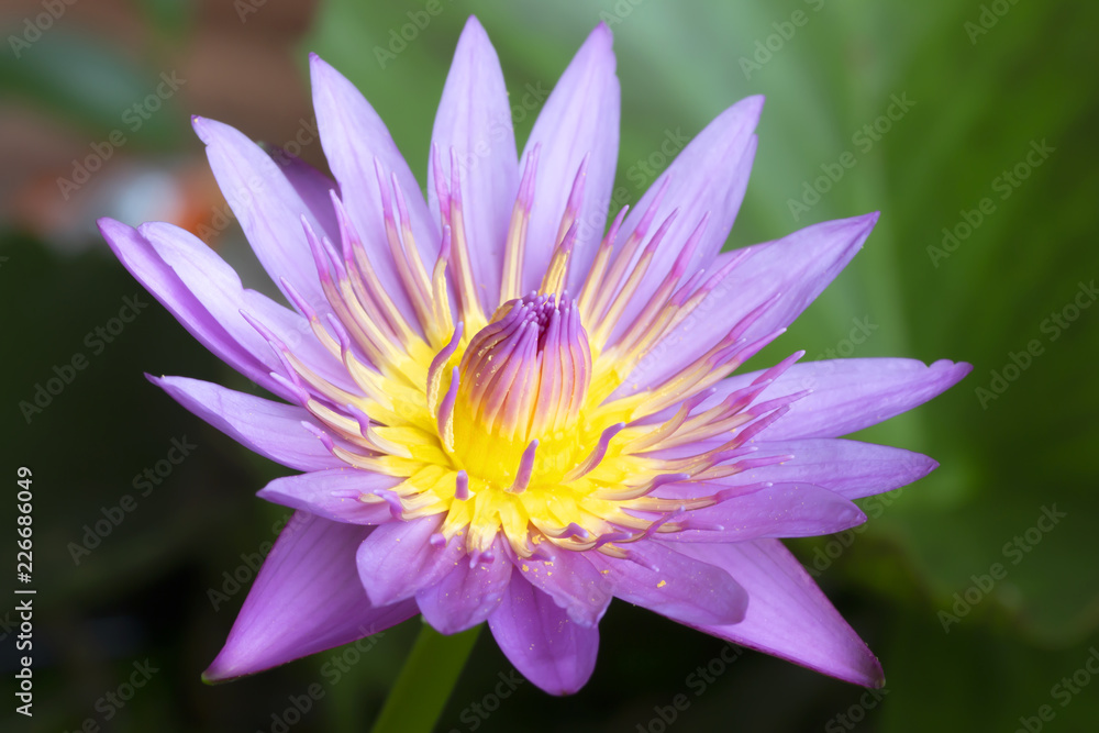 beautiful waterlily or lotus flower in pond beautiful waterlily or lotus flower in pond
