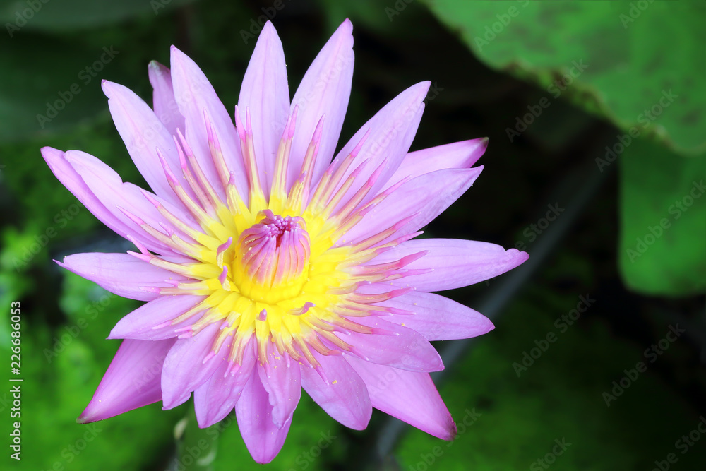 beautiful waterlily or lotus flower in pond beautiful waterlily or lotus flower in pond
