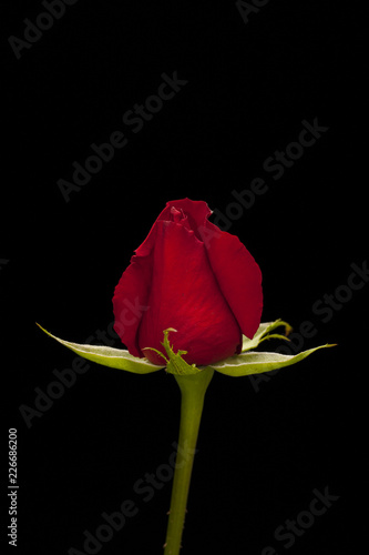 Fototapeta Naklejka Na Ścianę i Meble -  red rose on black background