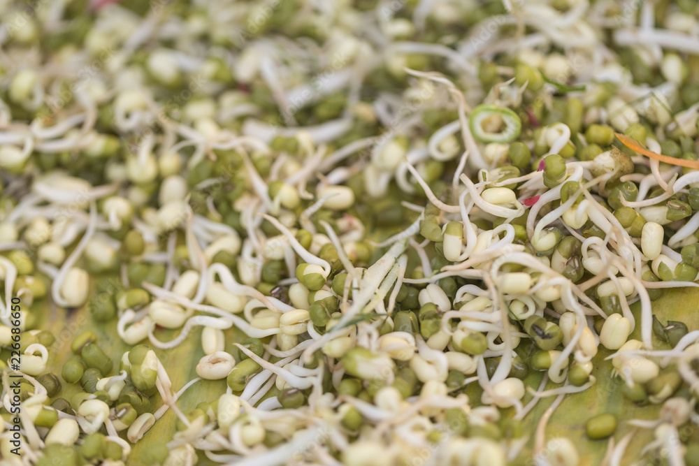 Bean Sprouts Bean Sprouts