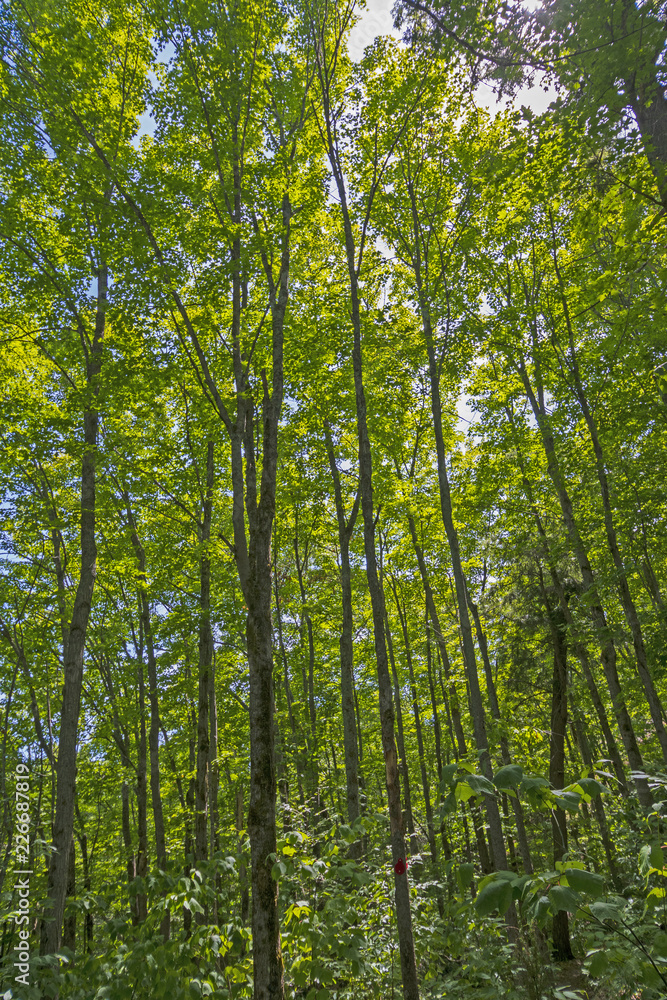 Looking up in the Summer Forest Looking up in the Summer Forest