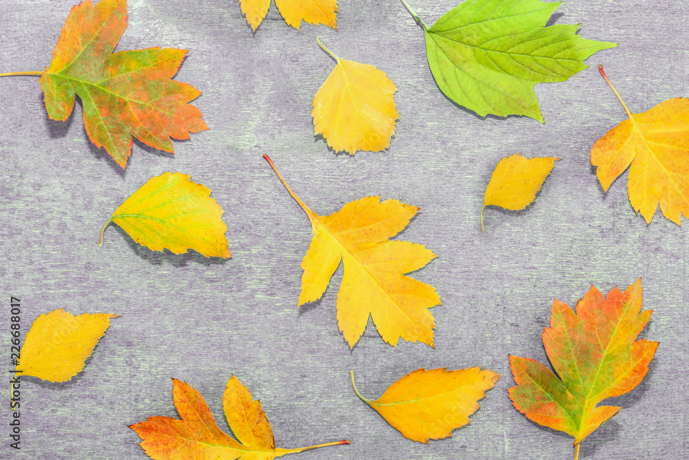 Autumn multi-colored old leaves on wooden background, grunge, vintage style,
Autumn multi-colored old leaves on wooden background, grunge, vintage style,