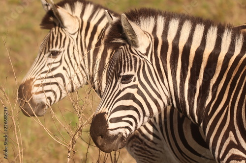 Zebra in the African bushveld