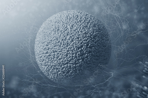 Fotografija Female egg cell and sperm on a gray background