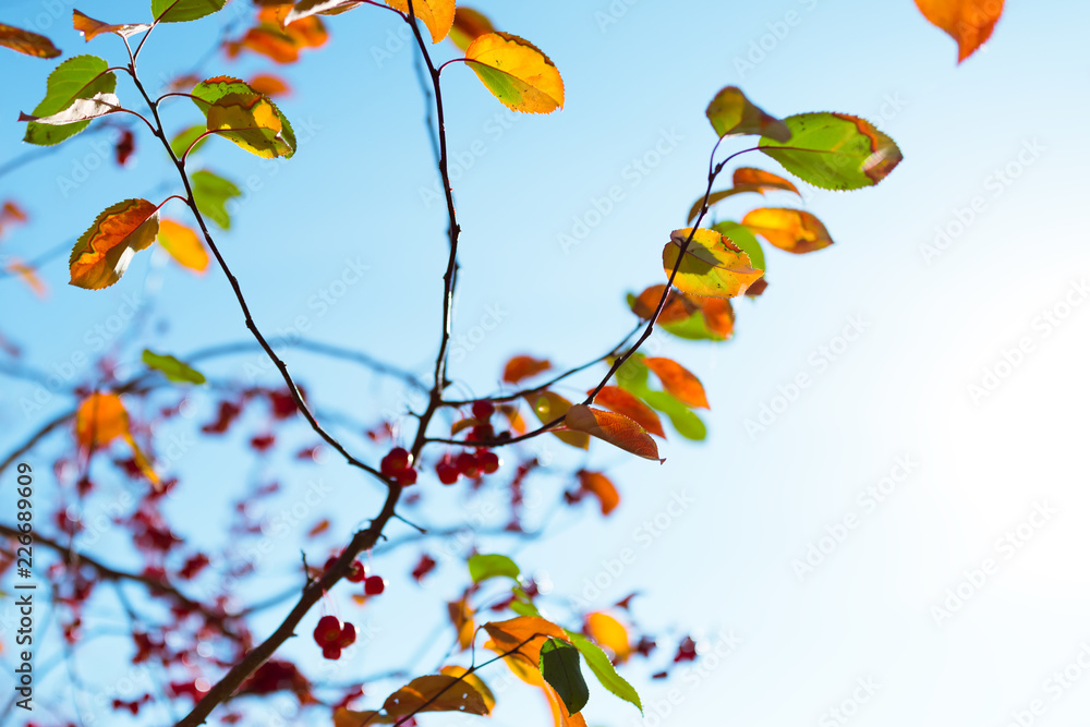 Multi colored autumn leaves over sunny blue sky Multi colored autumn leaves over sunny blue sky
