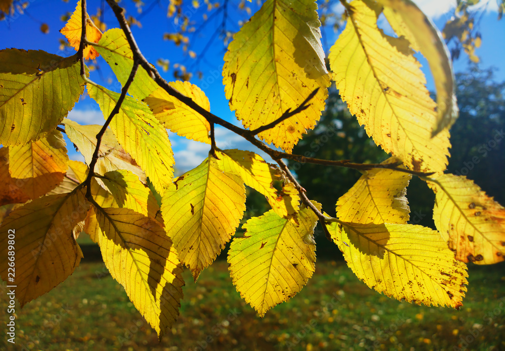 Tree branch with yellow autumn leaves background