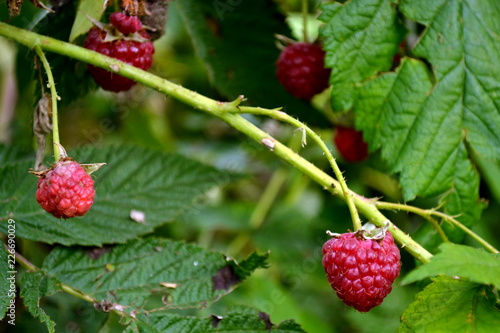Berries of raspberry on a branch