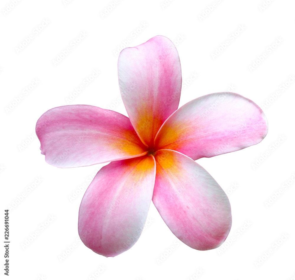 frangipani or pink plumeria flowers isolated with clipping path.