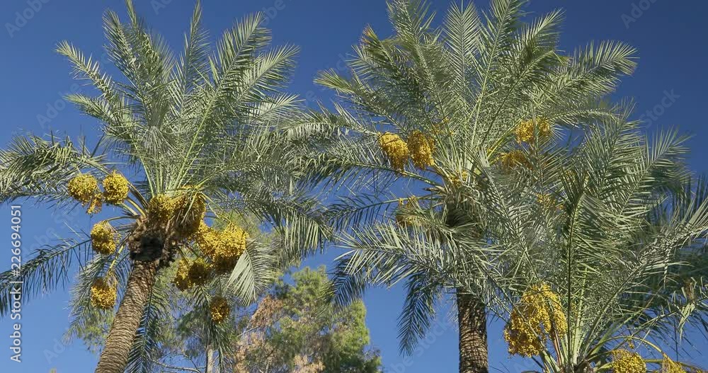 Date Palm Tree is a flowering plant species in the palm family. Date ...
