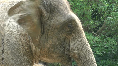 Elephant in zoo photo