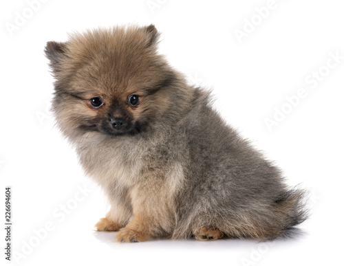 puppy pomeranian in studio