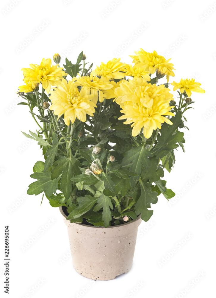  Chrysanthemum in studio