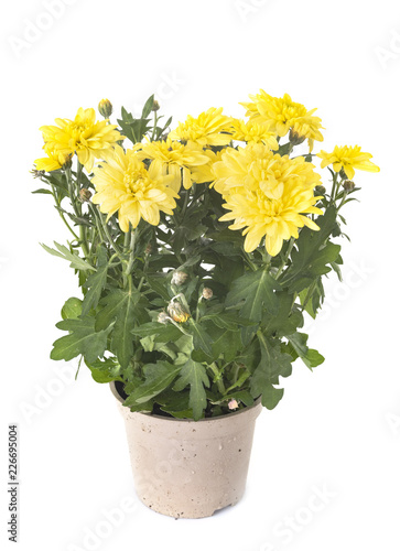 Fototapeta Naklejka Na Ścianę i Meble -   Chrysanthemum in studio