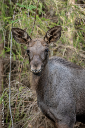 Portrait of a young moose calf standing in the forest
