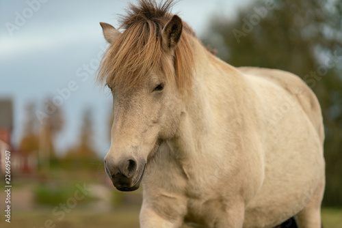 Fototapeta Naklejka Na Ścianę i Meble -  White Iclandic Horse mare