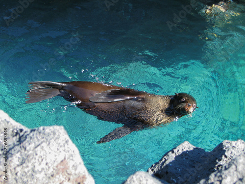A sea lion pup floating in the Galapagos