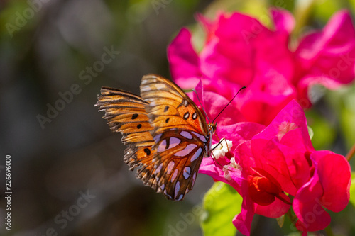 Passion Butterfly