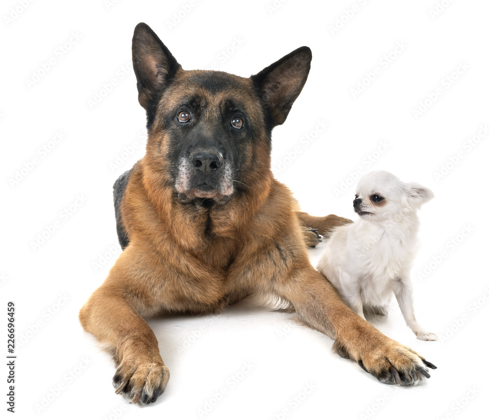 german shepherd and chihuahua german shepherd and chihuahua