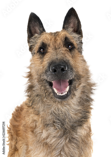 belgian shepherd laekenois