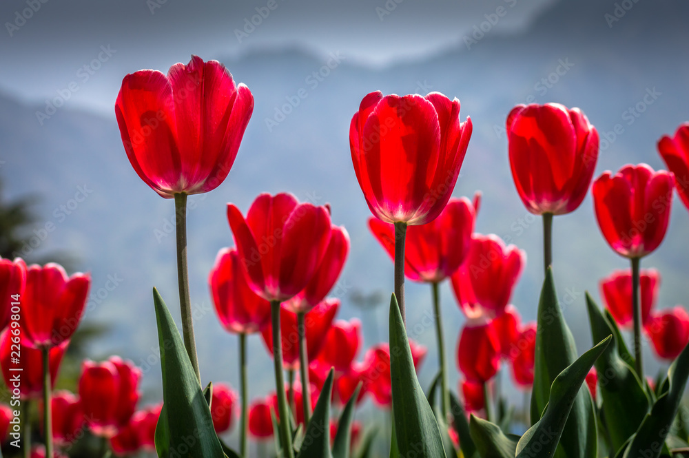 Vibrant red coloured Tulips in the famous Tulip Garden in Kashmir