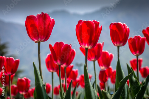 Vibrant red coloured Tulips in the famous Tulip Garden in Kashmir © MirBasar