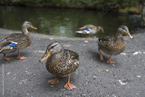 Wild ducks in a park, Cascade Locks, Oregon USA.