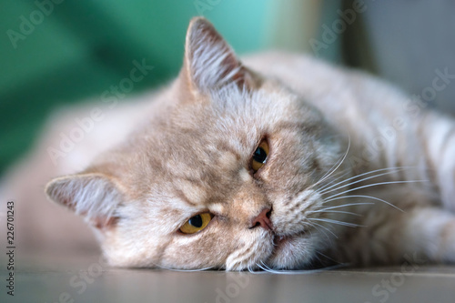 British cat resting © Логофеди Дмитрий