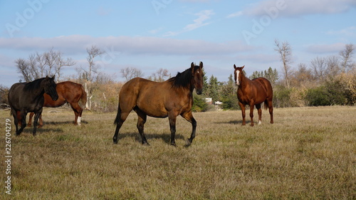 Horses in a field © Anastasiia
