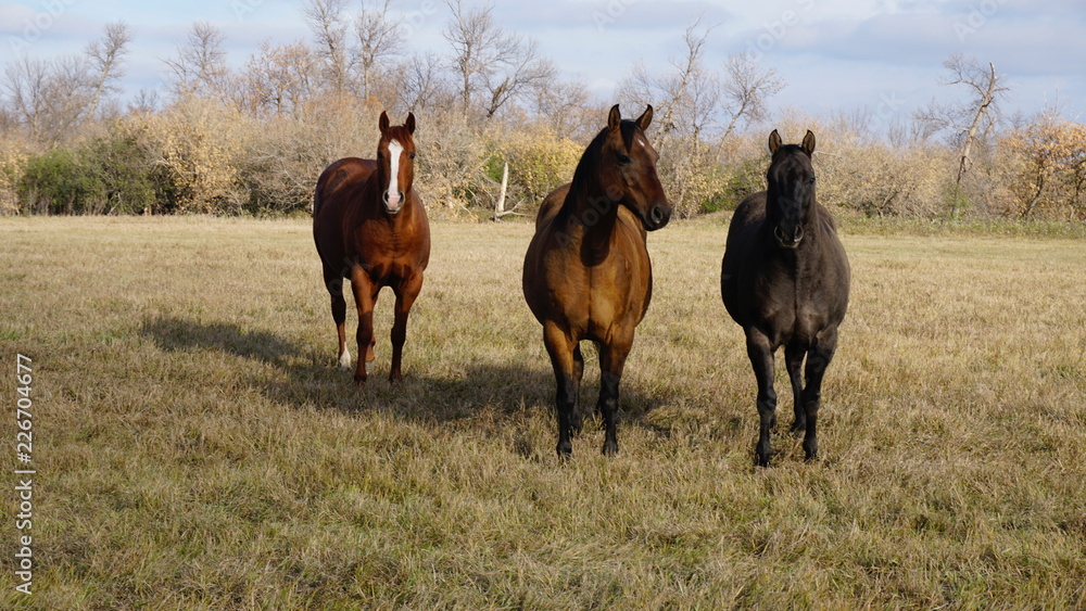 Naklejka premium Three horses