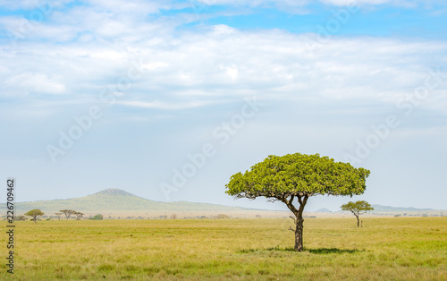 Lone acacia tree on the plains and savannah of Serengeti  Masai Mara and Ngorongoro crater in Kenya and Tanzania  East-Africa. African safari trip to wildlife