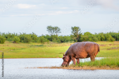Hippopotamus drinking water in Lake Kariba national park in Zimbabwe and Zambia, African hippo drinks water beautiful background sky grass sunrise golden light photo