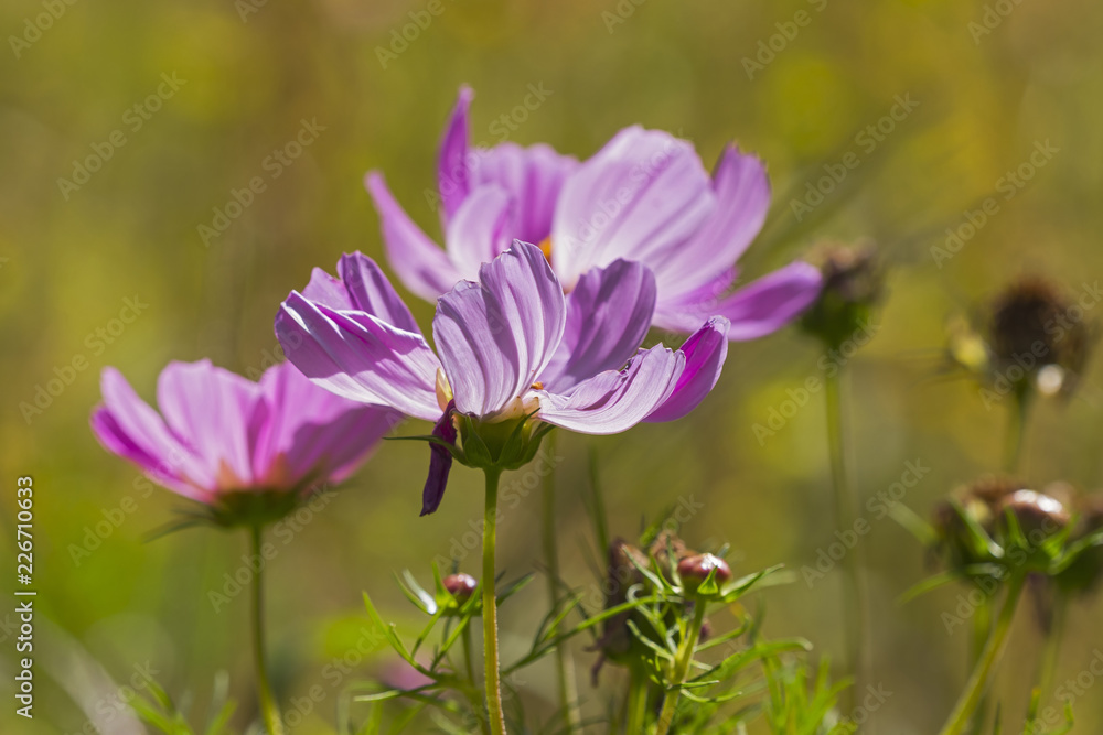blüte farbe natur close up nature blossom color garden plant flora makro macro no people day blüte farbe natur close up nature blossom color garden plant flora makro macro no people day