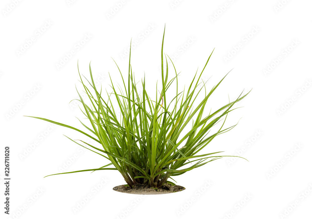 green grass isolated on white background with clipping path green grass isolated on white background with clipping path