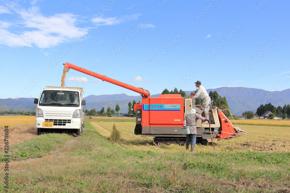 Obraz premium 稲刈り 作業をする夫婦 秋 青空 収穫