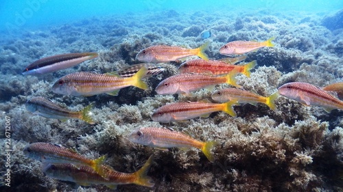 Small Red Mullet photo