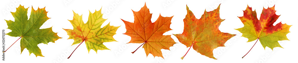 Fototapeta premium Kolekcja jesiennych liści klonu na białym tle.