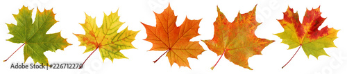 Photo Collection autumn maple leaves isolated on white background.