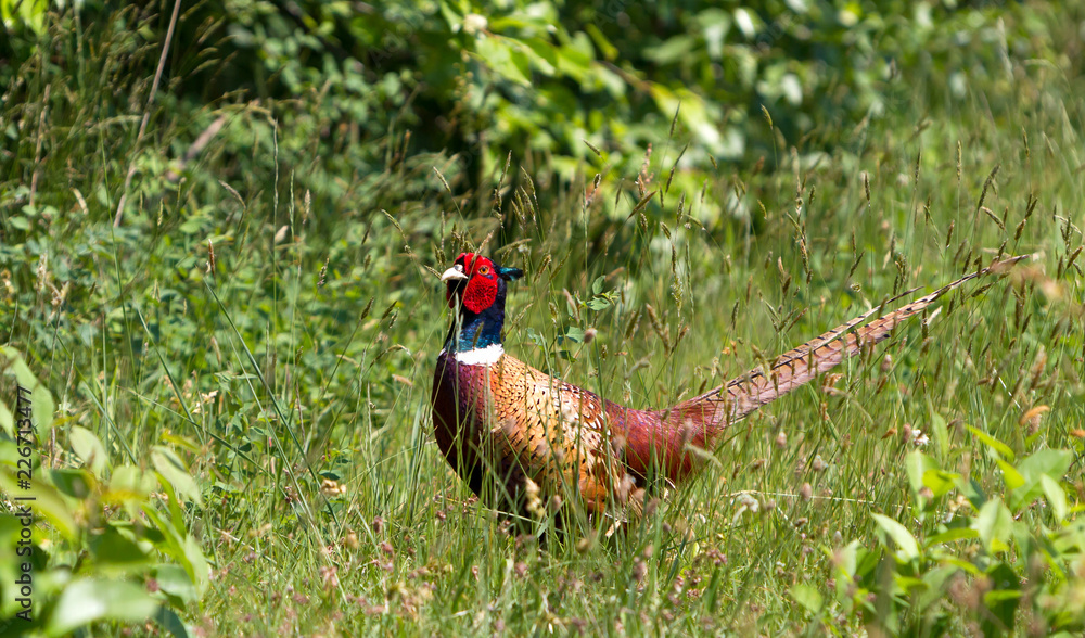 Fototapeta premium Male pheasant in a field in Holland
